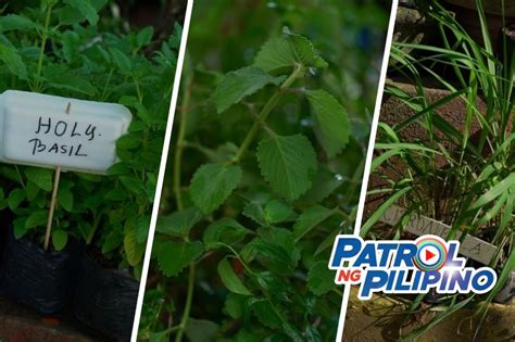 ano ang pang patay sa langaw|Limang Halamang Mabisang Pantaboy ng Lamok.
